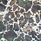 Binocular Metallurgical Microscope
